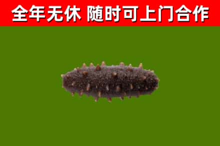 黄山回收海参干